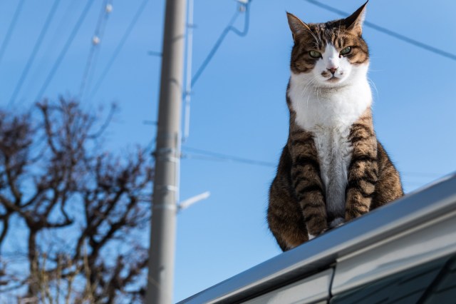 Touching story of a Japanese “messenger cat” connects distant neighbors on social media