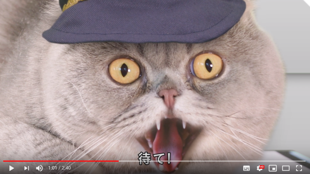 Japan now has a traffic safety video for cats to watch to help keep them safe on the streets
