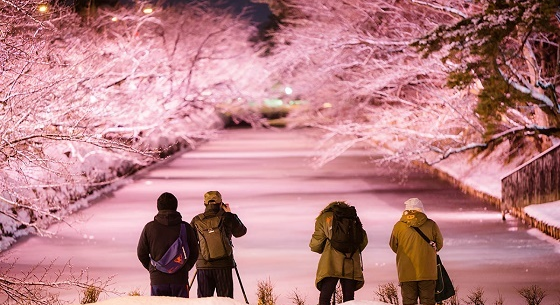 Midwinter Cherry Blossoms Are Making One Of Japan S Best Castles Even More Stunning Photos Soranews24 Japan News