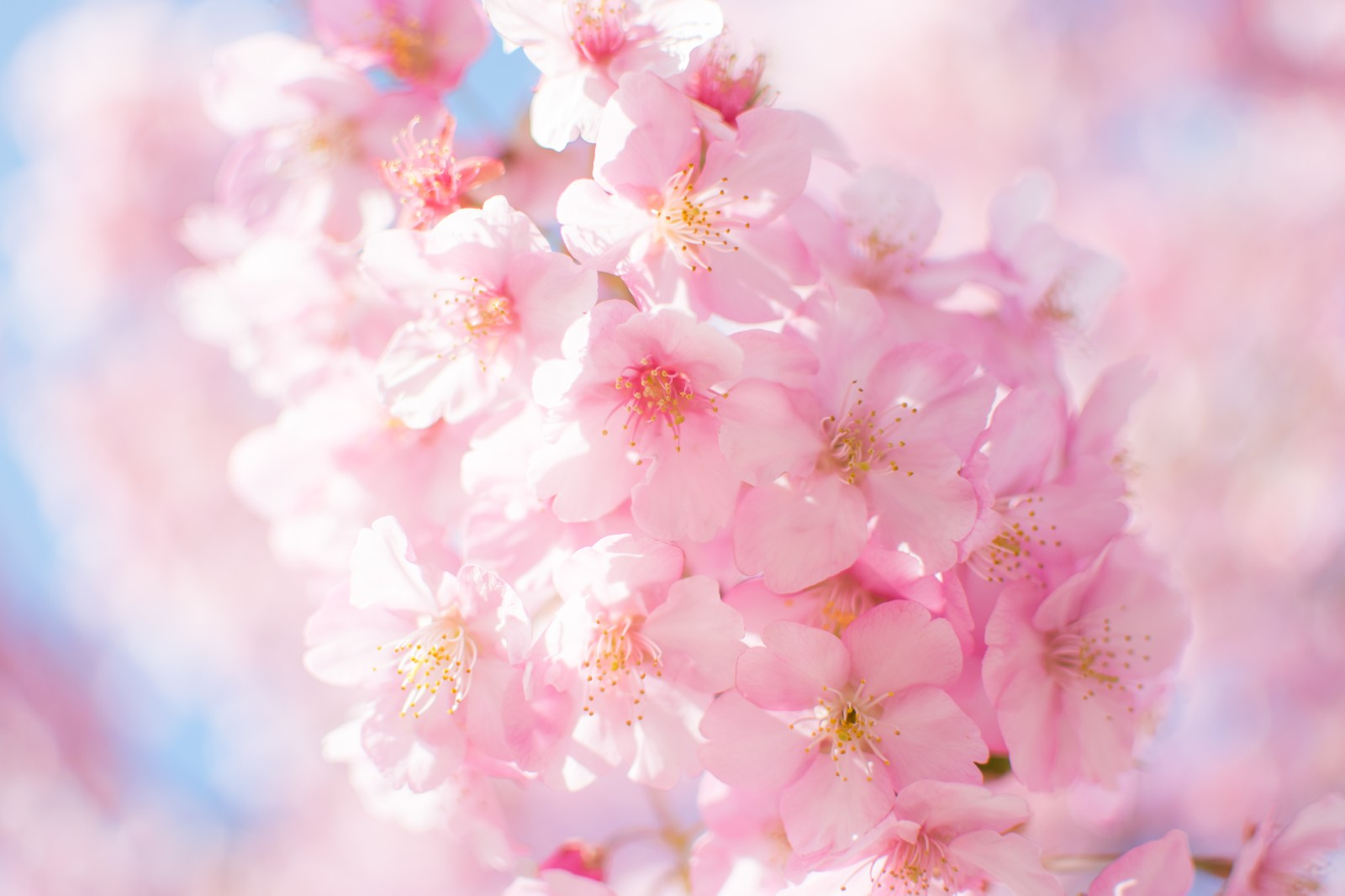 Welcome spring the Japanese way with limited-edition sakura motif ...