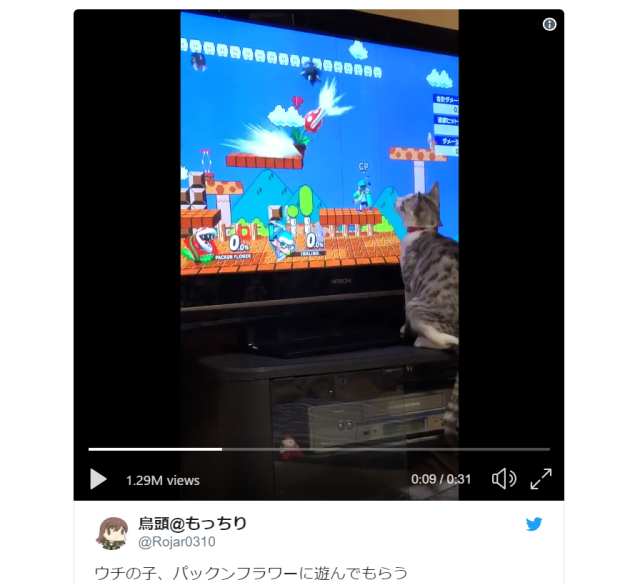 This Smash Bros.-loving cat from Japan is the world’s most adorable gamer【Videos】
