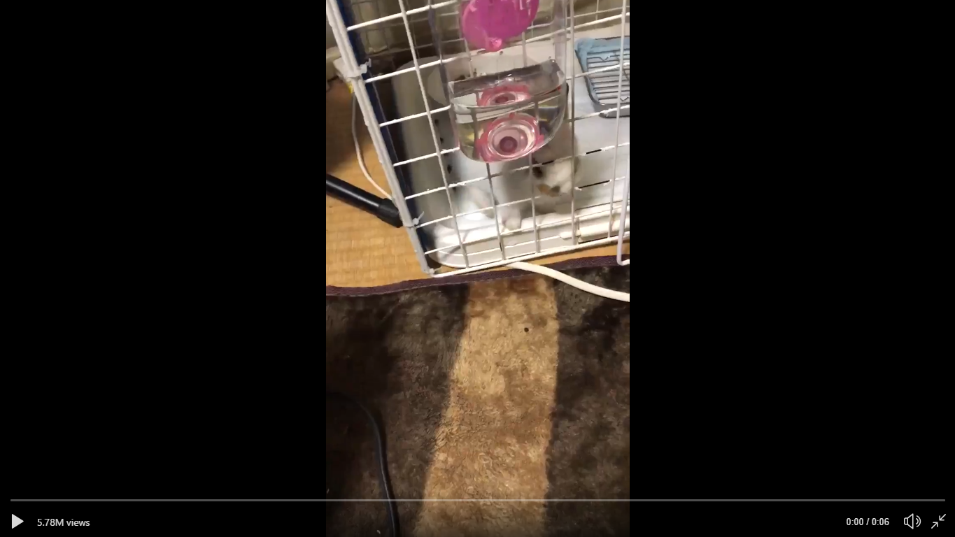 “Rabbits are liquid?” Escape artist bunny breaks free of its cage in ...