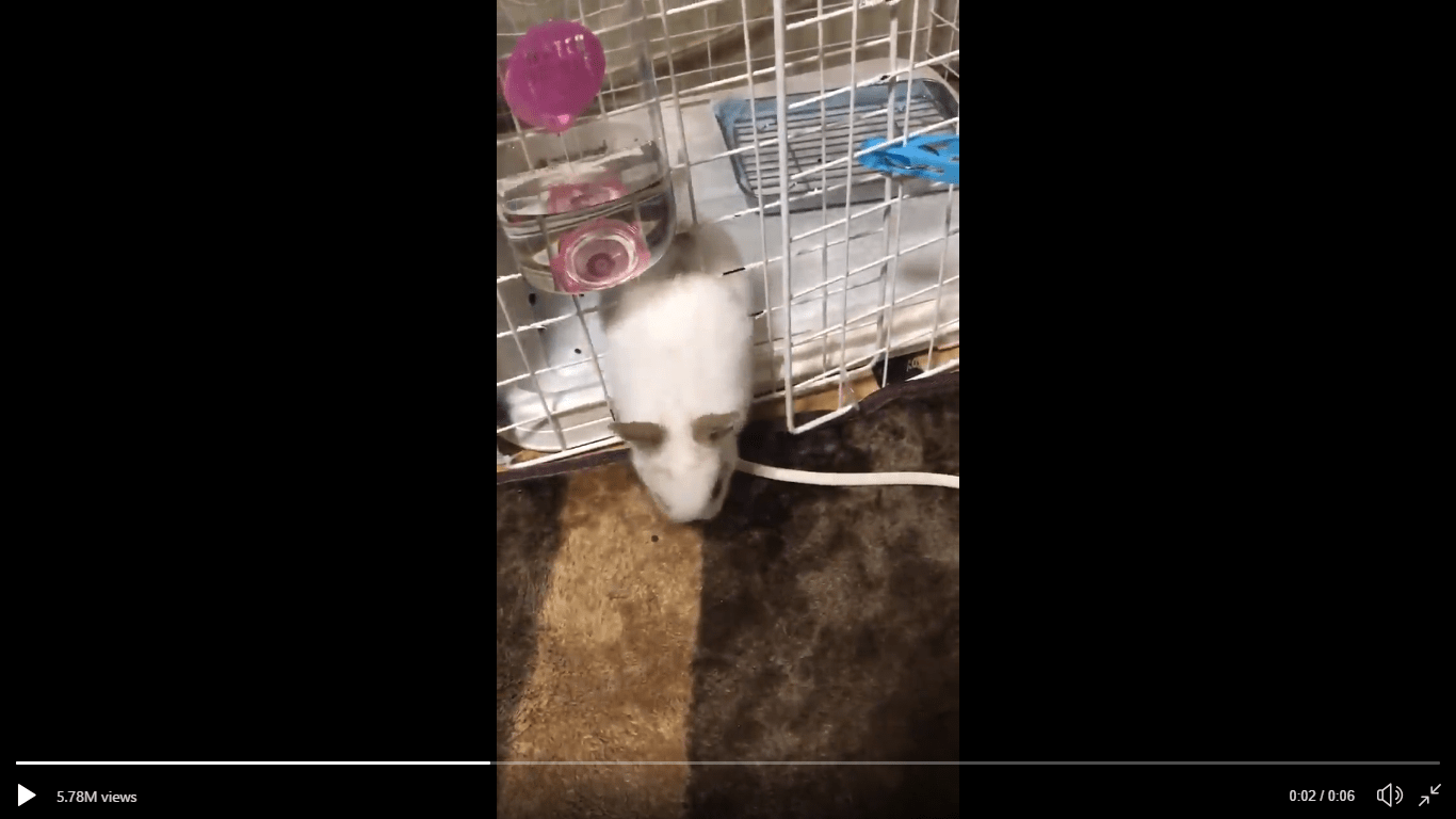 “Rabbits are liquid?” Escape artist bunny breaks free of its cage in ...