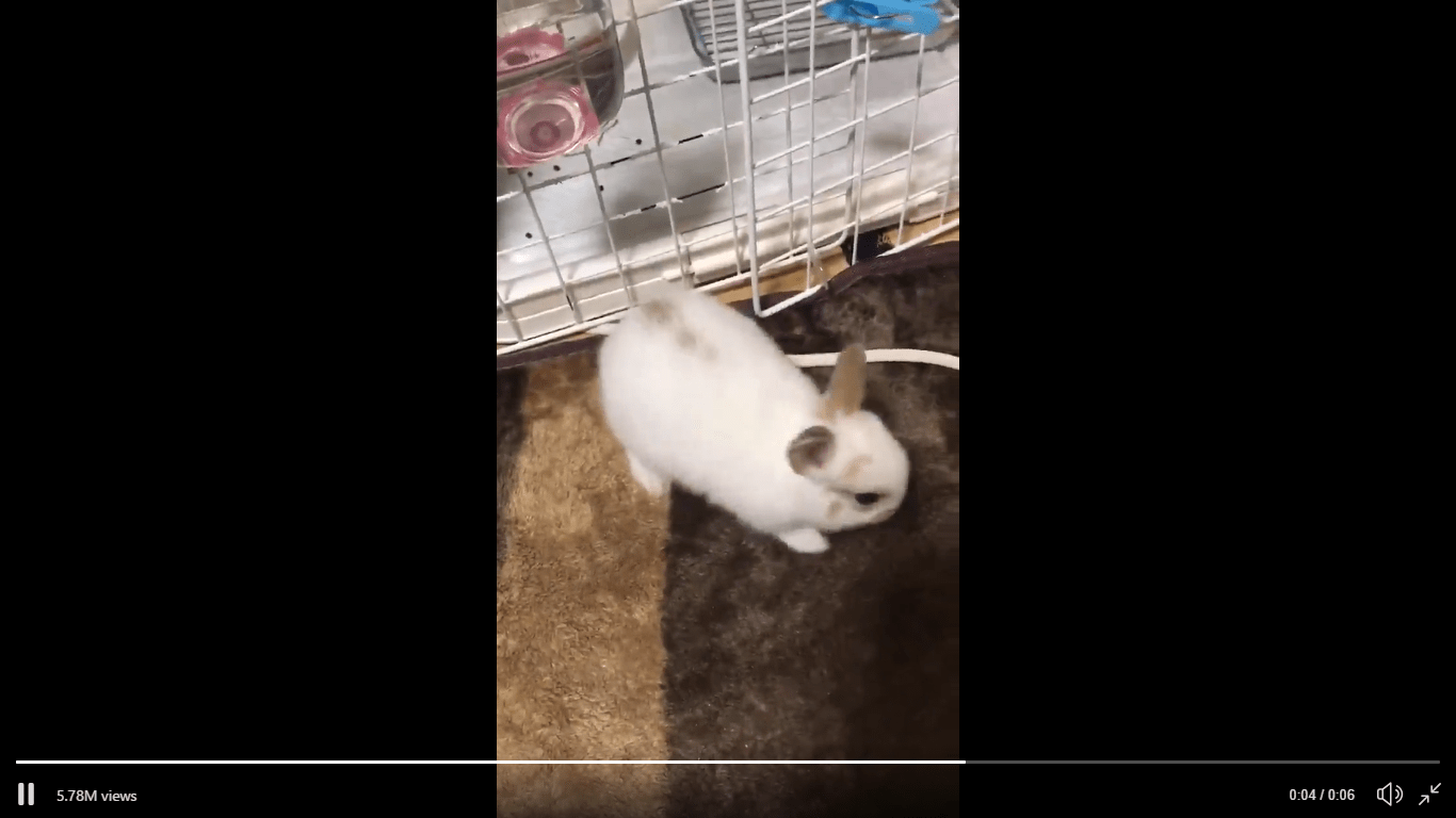 “Rabbits are liquid?” Escape artist bunny breaks free of its cage in