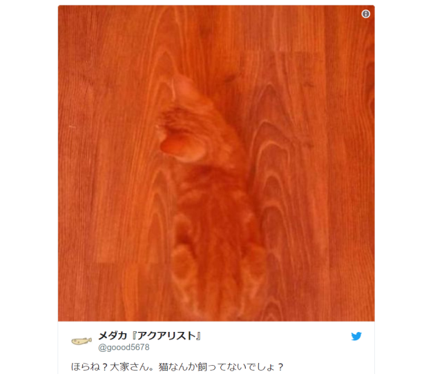 Feline affinity test! Can you see the kitty hiding in plain sight on this Japanese home’s floor?