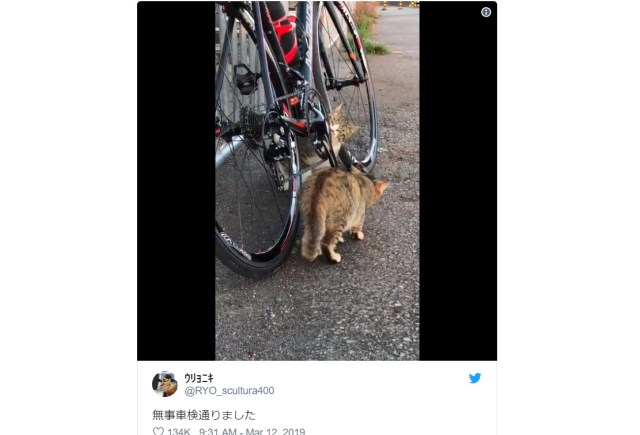 Diligent kitties conduct thorough bicycle examinations, keep the world safe for cyclists