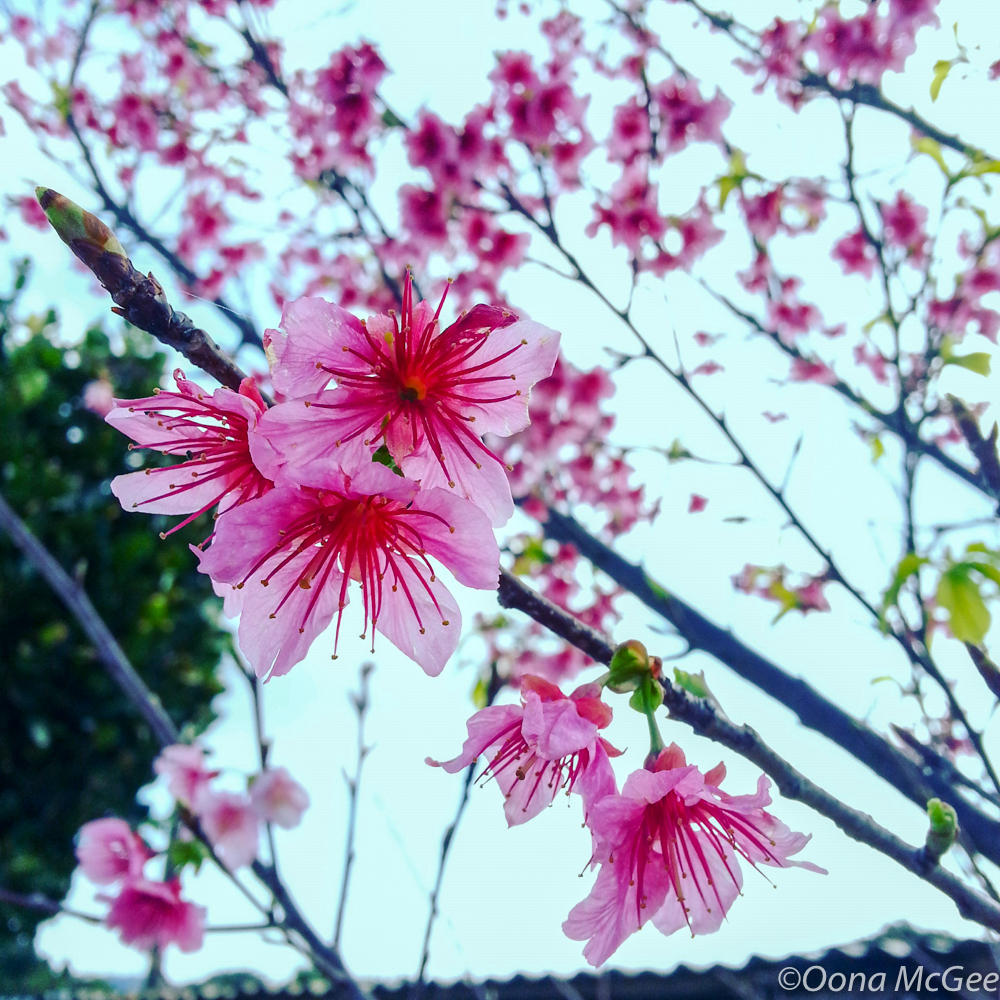 Sakura report 2019: First cherry blossoms begin to bloom in Tokyo