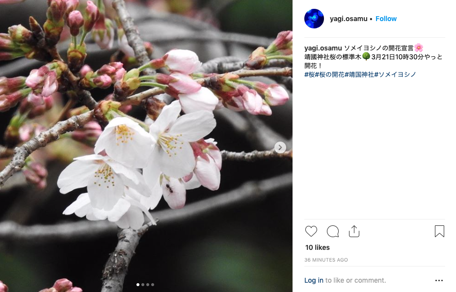 Sakura report 2019: Cherry blossom season officially declared in