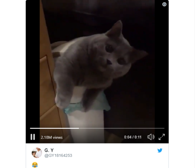 Japanese Twitter falls in love with trash cat who jumps out of trash can【Video】