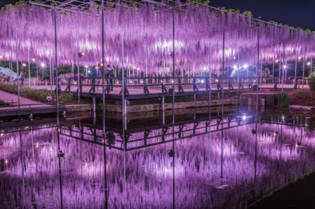 Japan’s amazing wisteria flowers are here to make us all forget about the cherry blossoms【Photos】