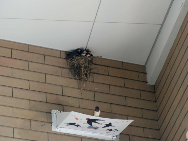 Tokyo train company makes sweet addition to stations so that birds can keep their nests in them