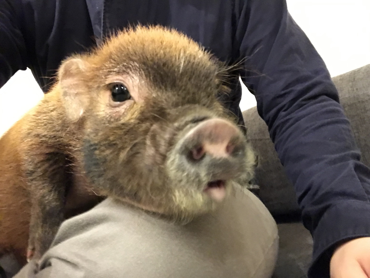 Japan’s firstever micro pig cafe opens in Tokyo 【Pics & Video