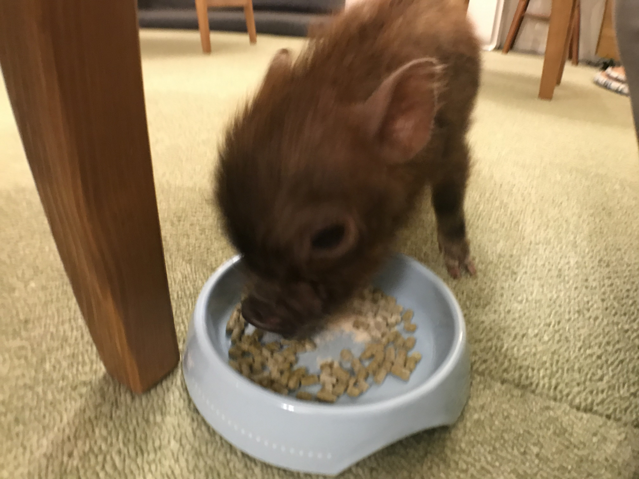 Japan’s firstever micro pig cafe opens in Tokyo 【Pics & Video