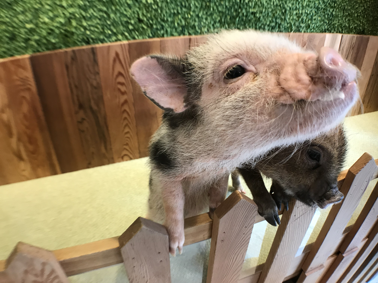 Japan’s firstever micro pig cafe opens in Tokyo 【Pics & Video