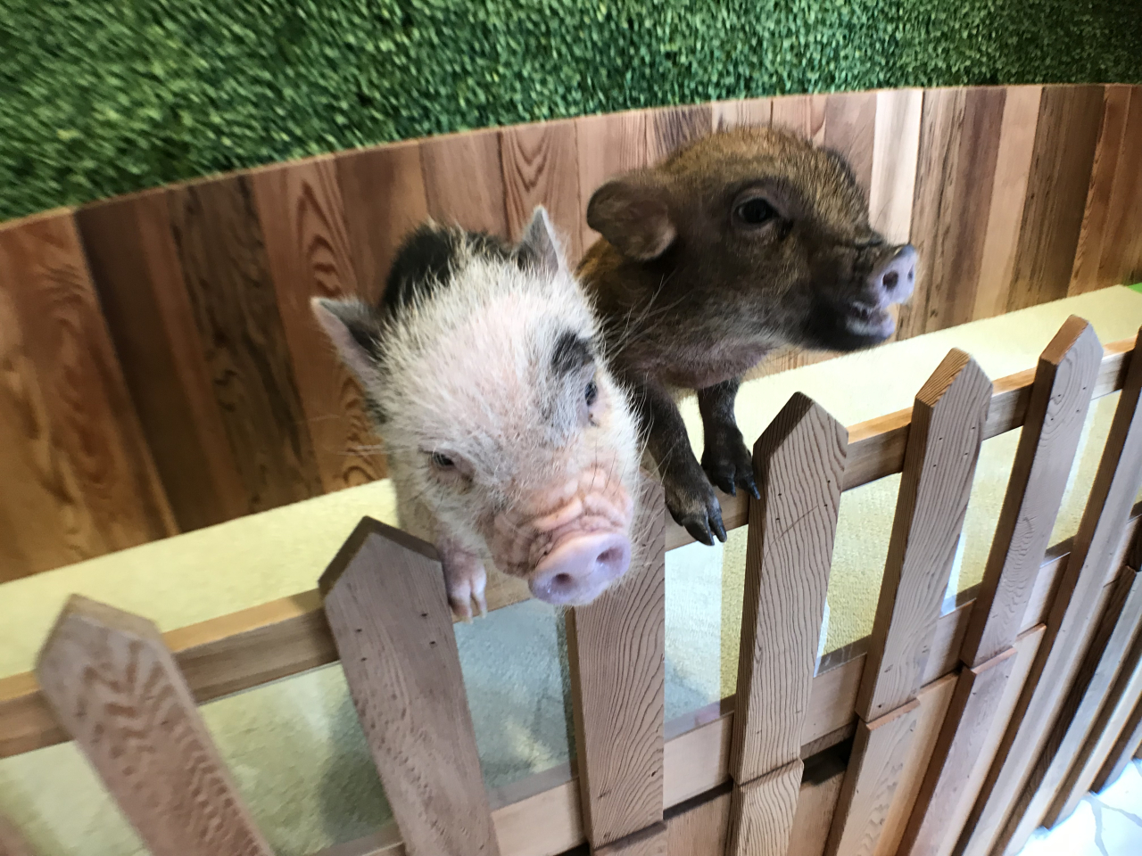 Japan’s firstever micro pig cafe opens in Tokyo 【Pics & Video】 SoraNews24 Japan News