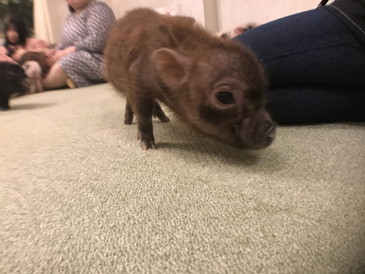 Japan’s firstever micro pig cafe opens in Tokyo 【Pics & Video