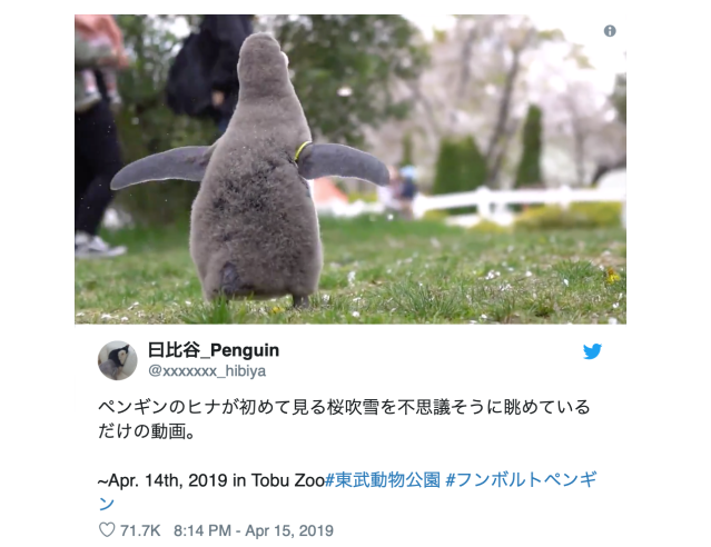 Baby penguin seeing sakura for the first time is all of us during hanami season 【Video】