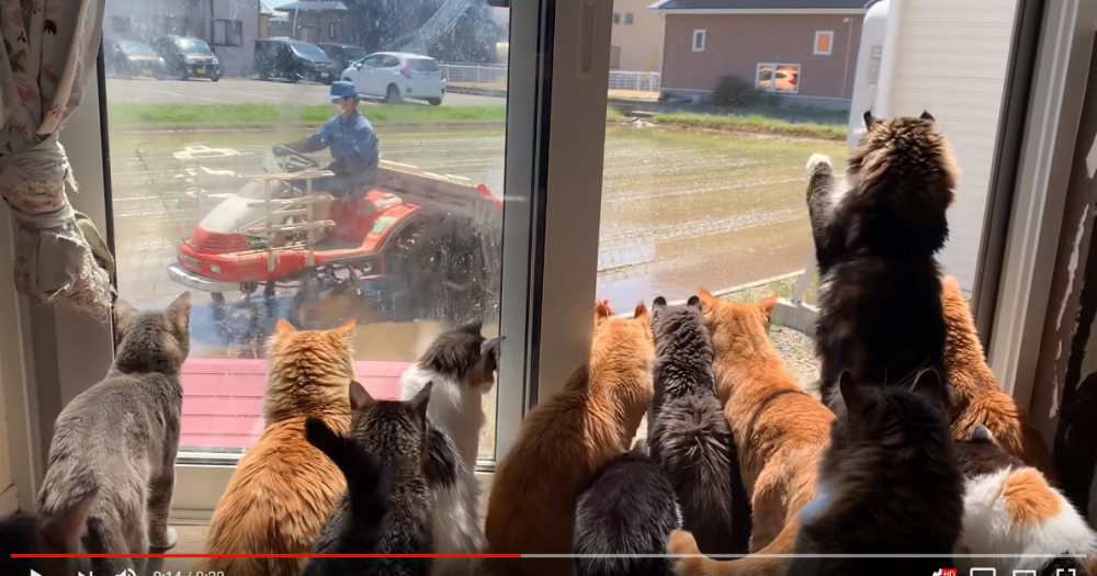 Japanese cats love nothing more in the world than watching farmer next