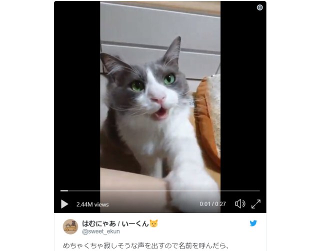 Pretty kitty wants its owner to pay attention to it, meows happily when she does【Video】