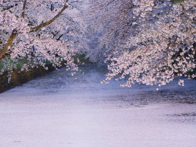 Solid Sakura: Gorgeous photos show cherry blossom season’s grand finale at Japanese castle