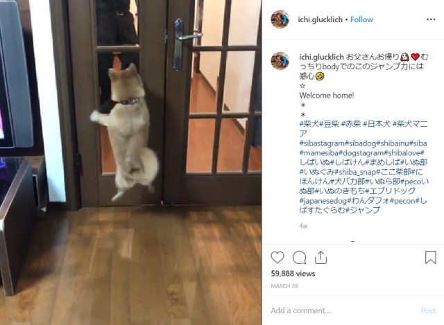 Adorable, hopping shiba dog can’t contain its excitement about seeing its beloved owner