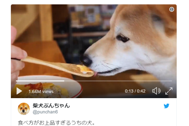 Japanese Shiba Inu shows even the dog world’s biggest goofs can have elegant table manners【Video】