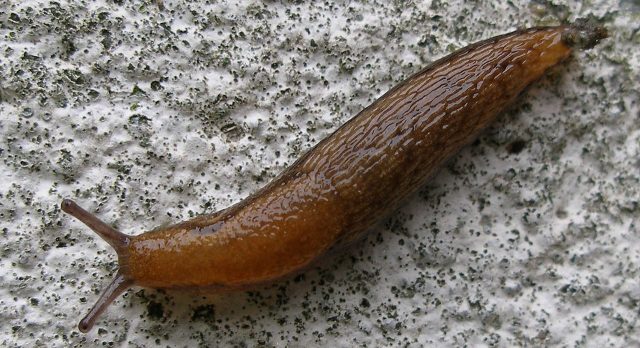 Lone slug disables 26 trains in Kyushu for one hour