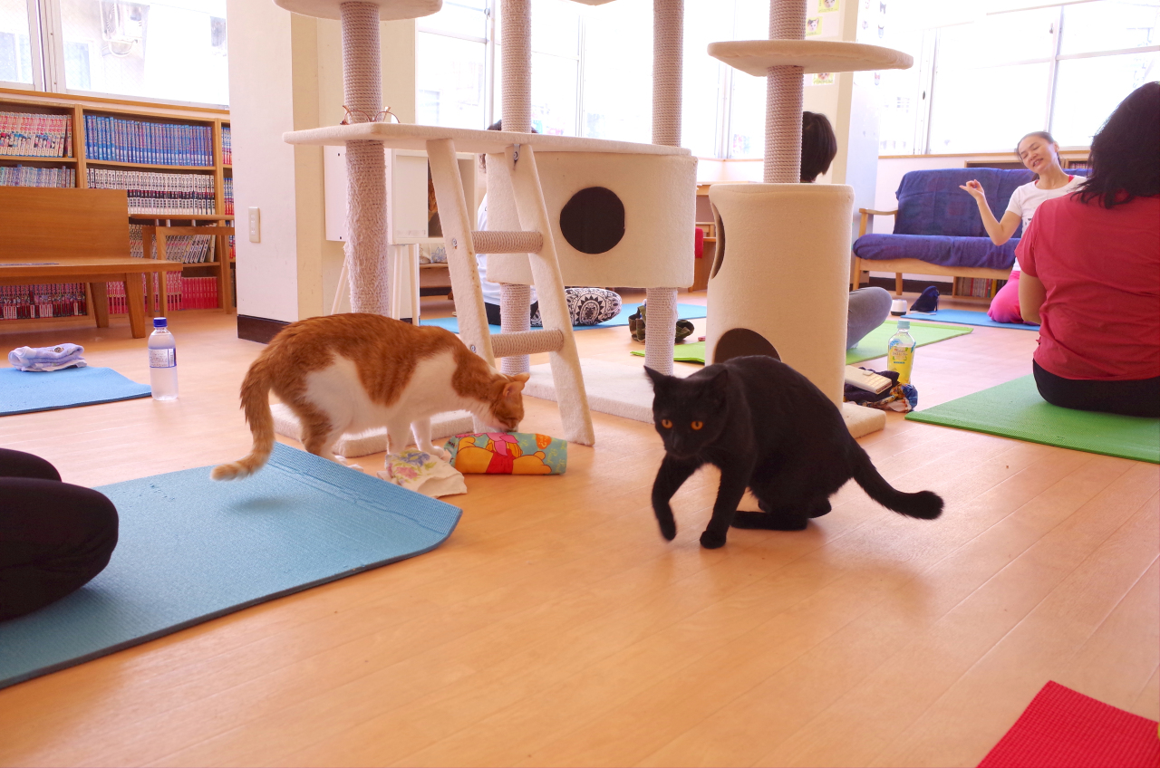 We take a cat yoga class at a Japanese rescue cat cafe | SoraNews24 ...