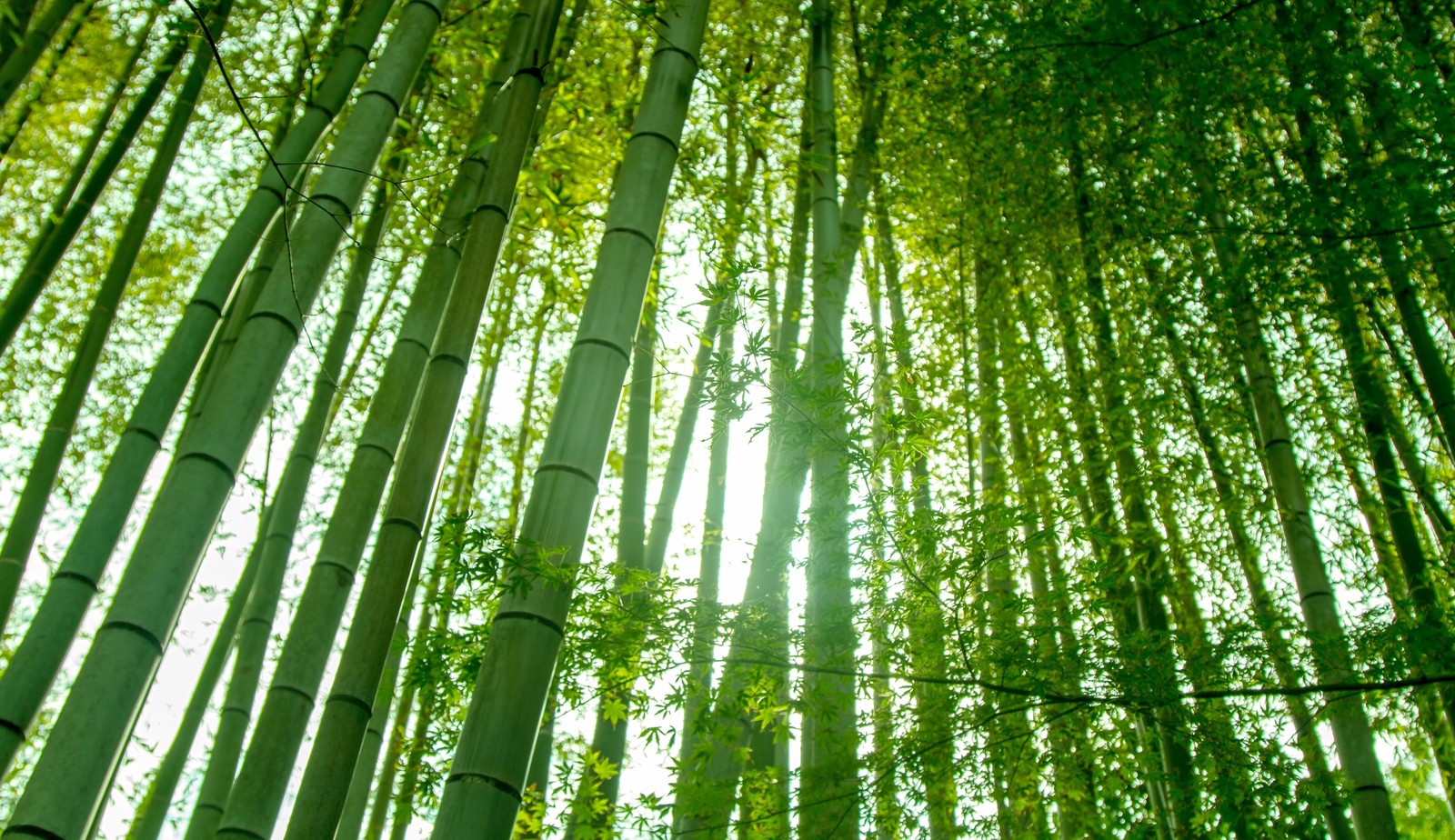 Major Japanese restaurant chain introducing bamboo straws to help