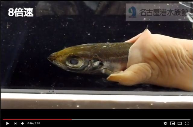 Freaky two-foot long ribbon worm grabs limelight during strange creature competition in Japan