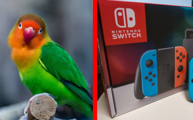 Hard-caw-r gamer? Japanese family’s pet parrot mimics Nintendo Switch sounds perfectly【Video】