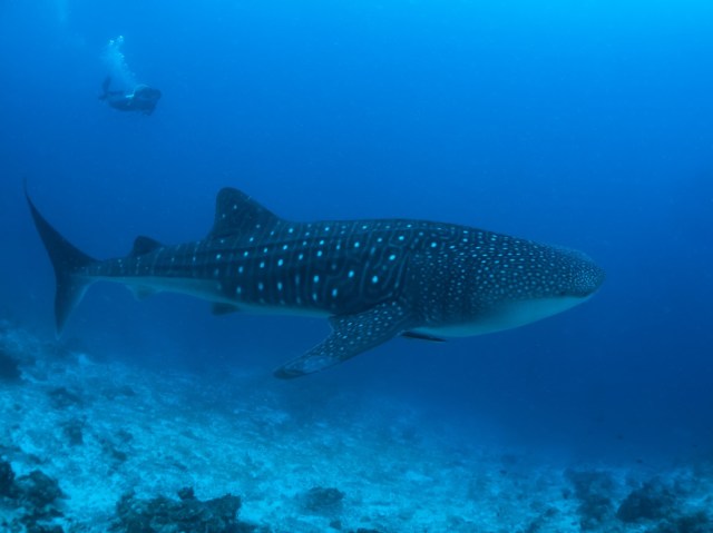 Language misunderstanding causes anger from Japanese TikTok users over “beached whale shark”