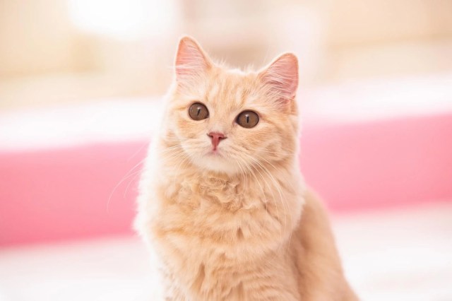 Tokyo IT company will give you a salary bonus every month to help you take care of your pet cat