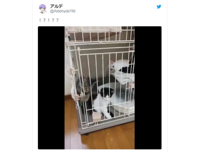 Clever escape artist kitten is gonna get out of its cage no matter what, and you can’t stop it