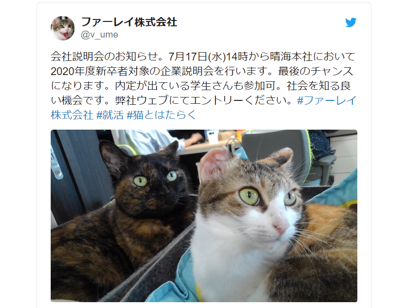 Tokyo It Company Will Give You A Salary Bonus Every Month To Help You Take Care Of Your Pet Cat Soranews24 Japan News