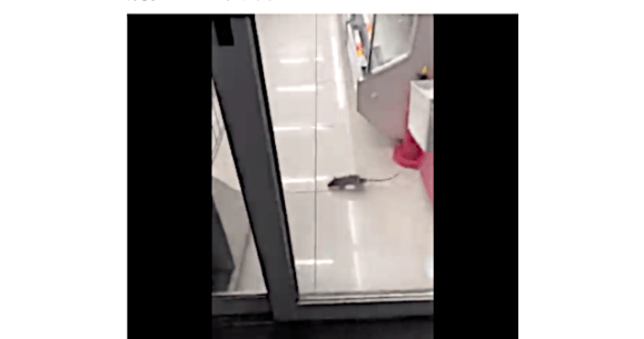 Shibuya convenience store overrun with rats 【Videos】 | SoraNews24 ...