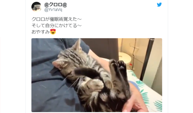 Japanese Internet is hypnotized by kitten hypnotizing itself with its tail【Video】