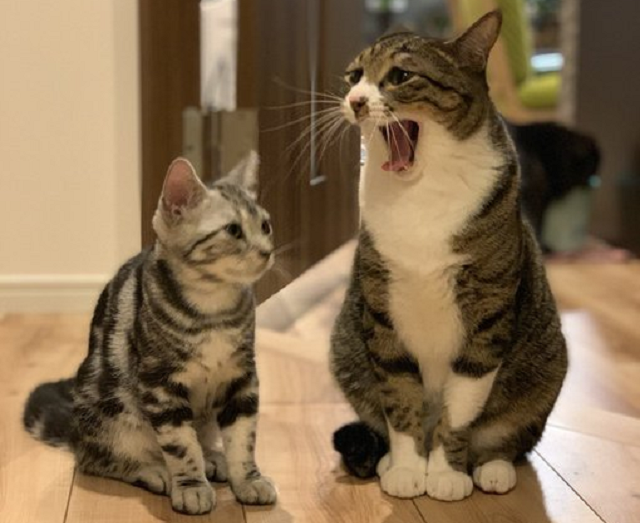 Yawns can be contagious for cats too, Japanese pet owner’s adorable felines prove【Photo】