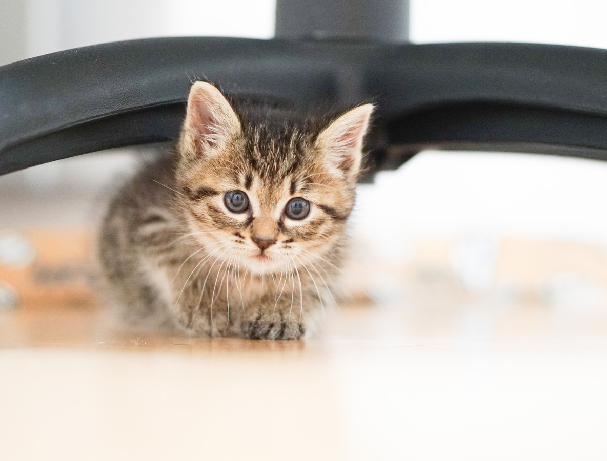 Japanese man finds abandoned kittens being attacked by crows, becomes a ...