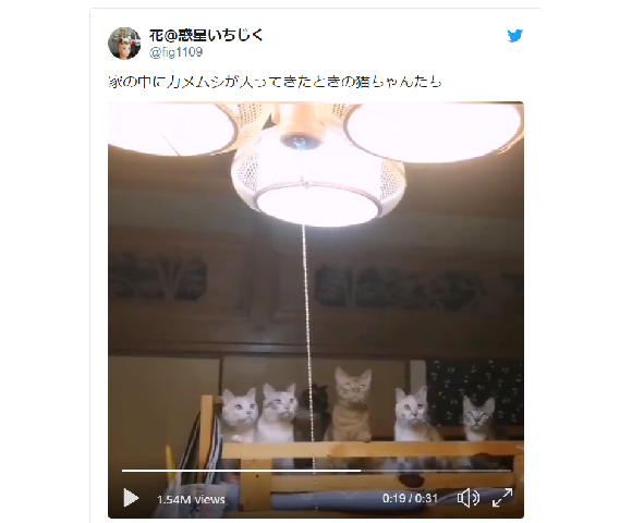 Adorable video shows a bunch of cats tracking a stink bug flying back and forth across the room