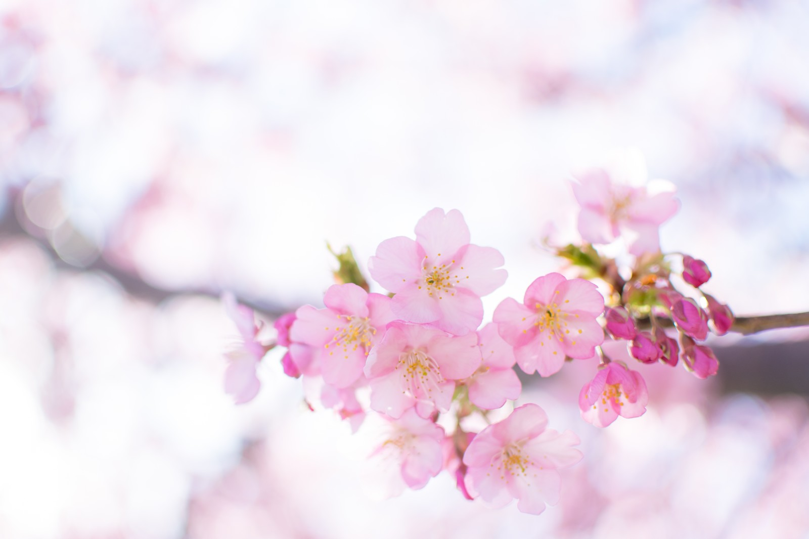 Suntory creates cherry blossom liqueur to let us sip like it’s sakura ...