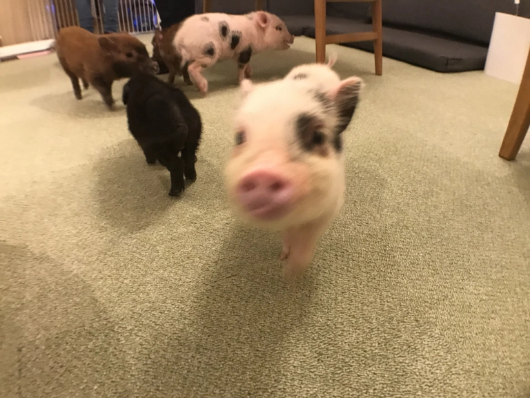 Have coffee with adorable piggies at Tokyo’s brandnew micro pig cafe
