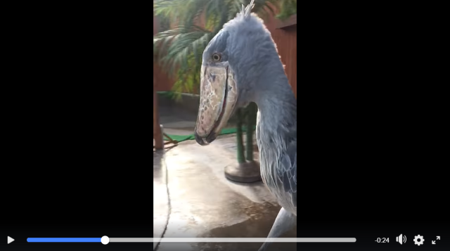 Super-polite bowing shoebill in Japan wins hearts with its incidental grasp of Japanese etiquette