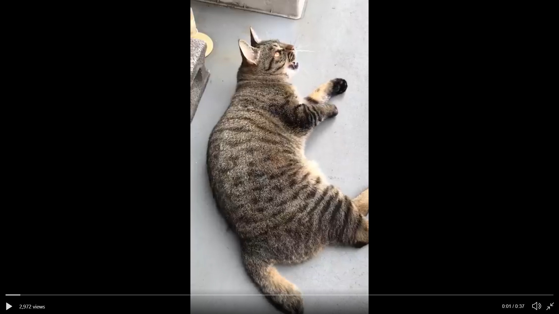 Adorable videos of cats chirping at birds wins the for us