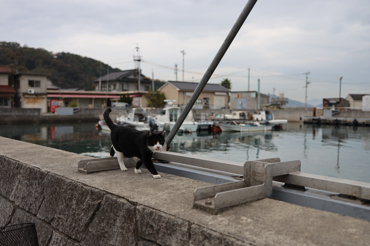 Japan Travel: Exploring Manabeshima cat island | SoraNews24 -Japan News-