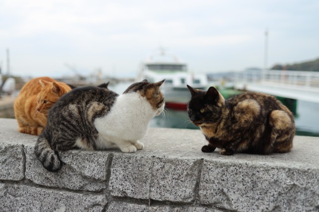 Aoshima - The island of cats # 3 — Steemit
