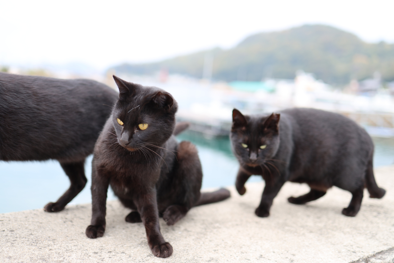 Japan Travel: Exploring Manabeshima cat island | SoraNews24 —Japan News—