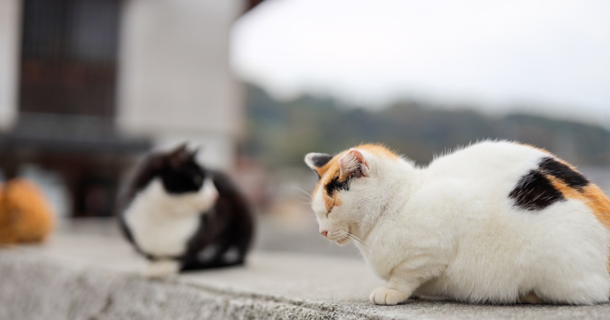 Cat Travel: Aoshima - Japanese Cat Island - Katzenworld