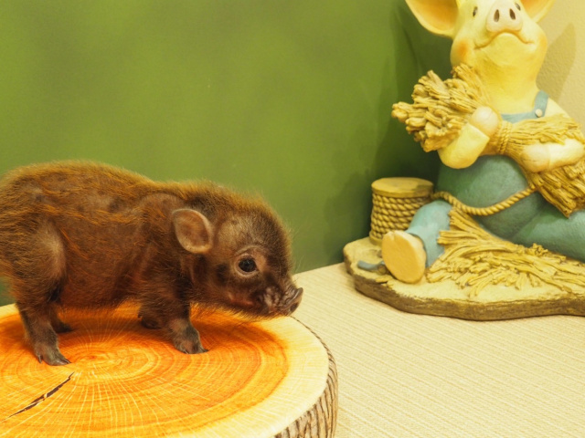 Mipig Harajuku: We visit the new micro pig cafe in Tokyo | SoraNews24  -Japan News-