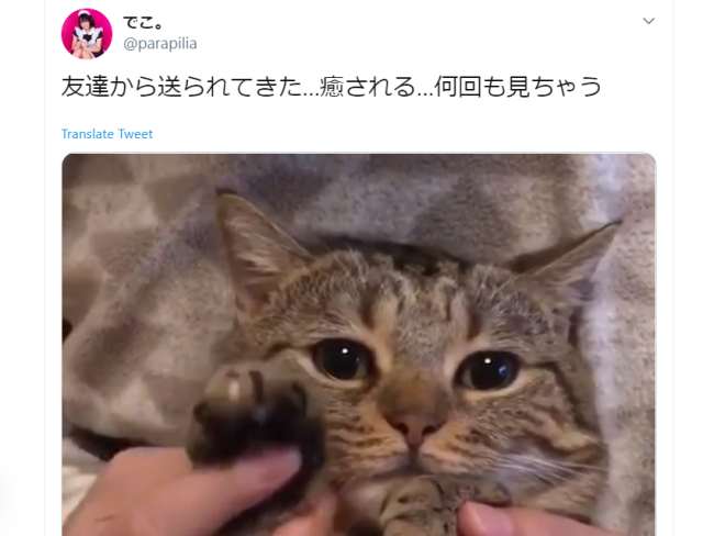 Japanese kitty singalong is the purr-fect pick-me-up【Video】